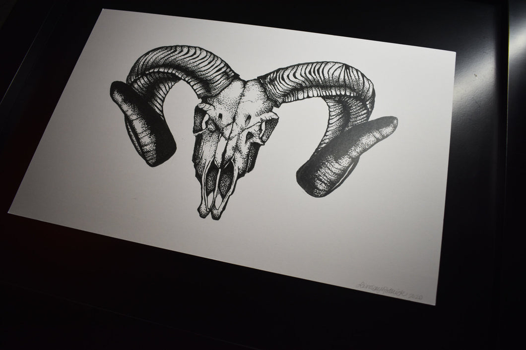 ram skull drawing